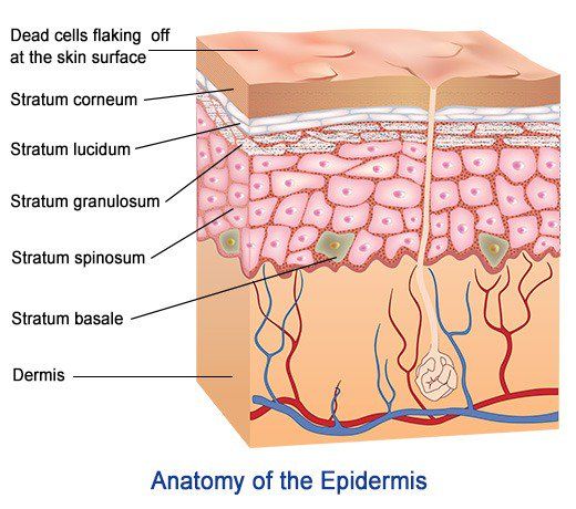 layers of skin