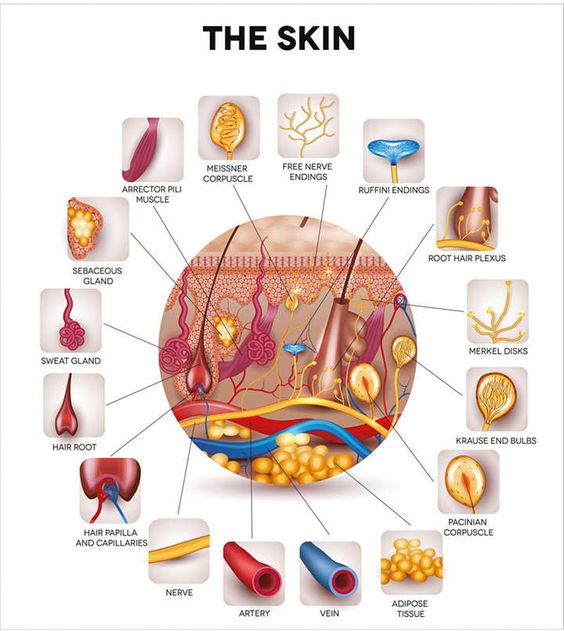 the skin